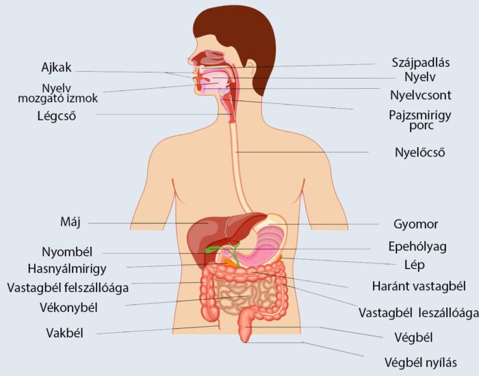27449807 - vector illustration of diagram of digestive system