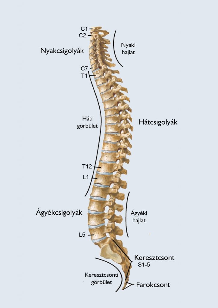 fájdalom a gerinc középső részén)