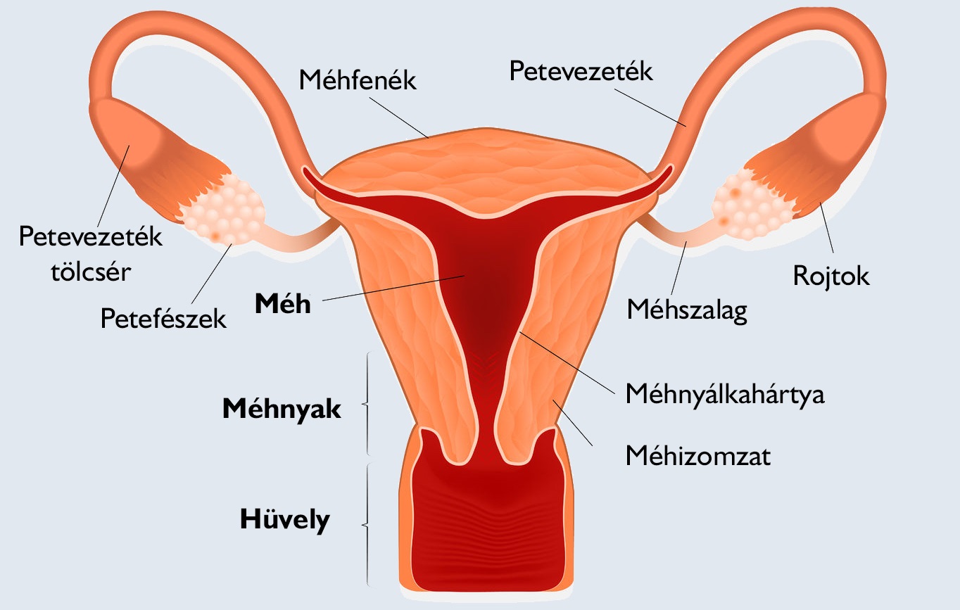 nőgyógyászati ​​vírusok a féregtábla neve