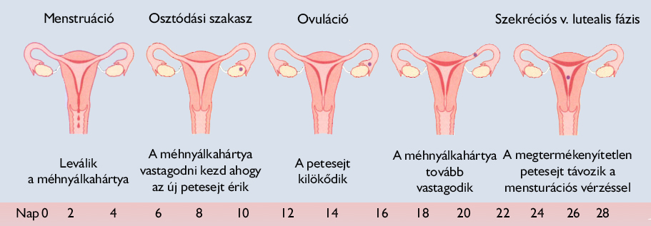 a menstruációs ciklus visszeres műtéte