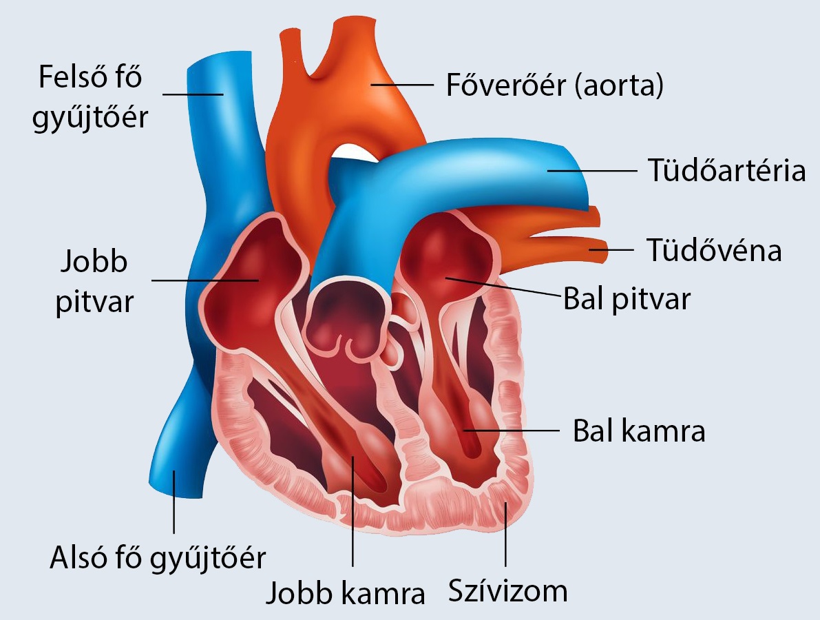 szív és stroke egészségügyi ellenőrzés logó