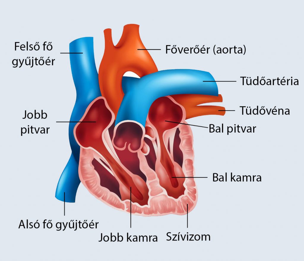 szív-egészségügyi jelentés)