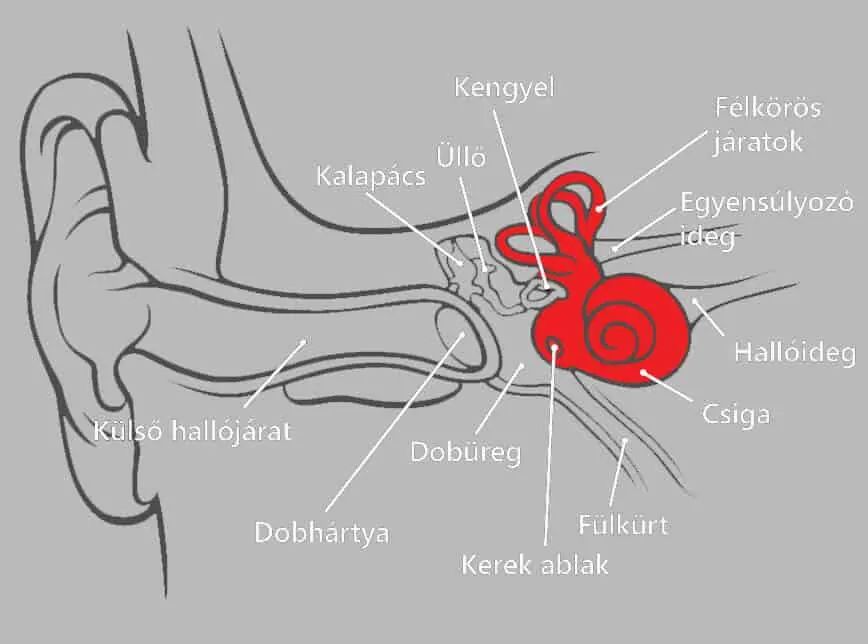 belső fül anatómiája